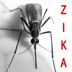 zikavirus